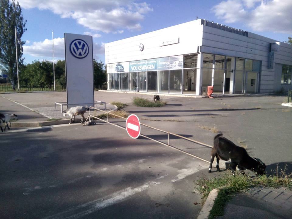 Луганск сегодня - автосалон Volkswagen и козы