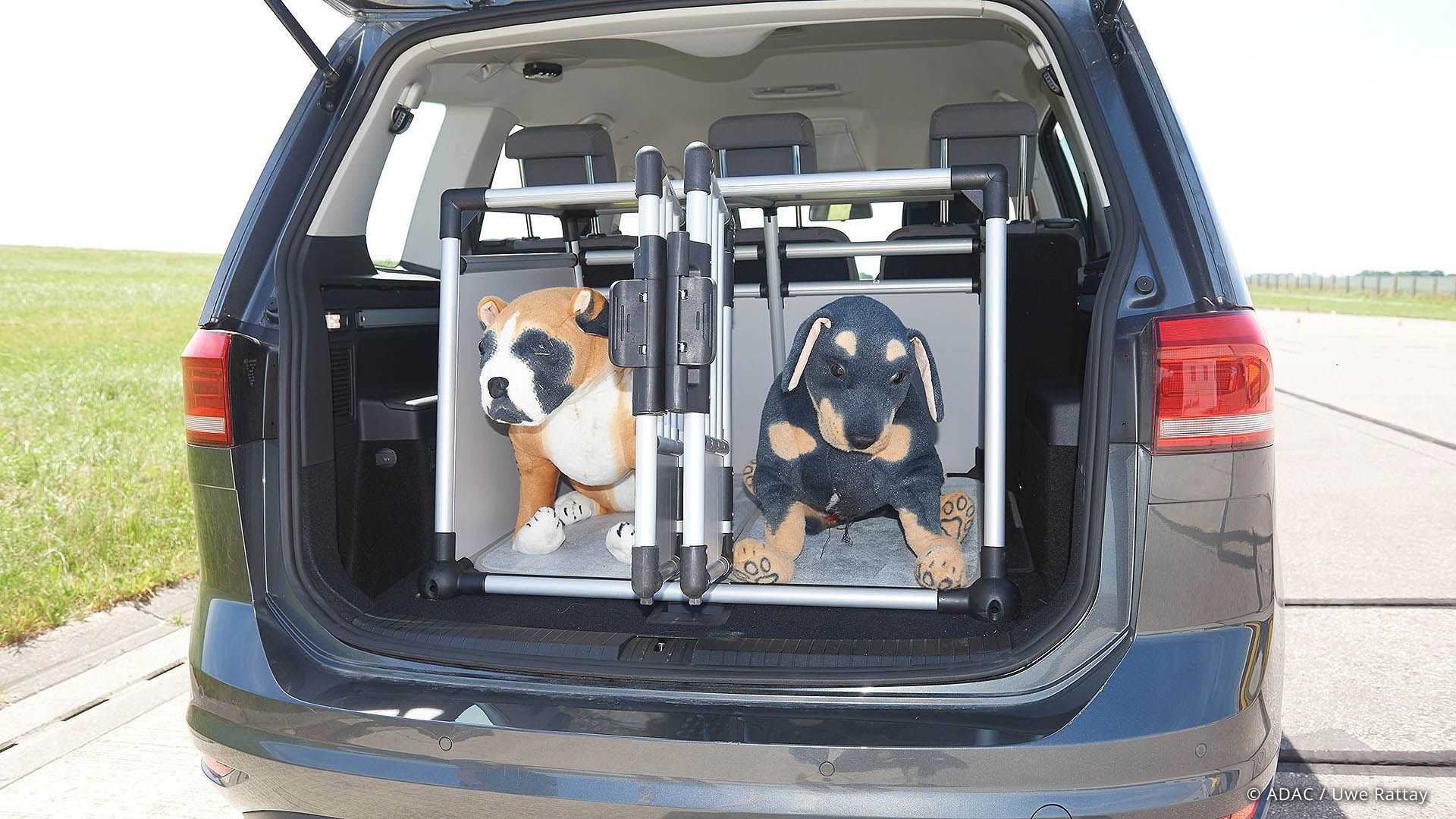 Як вести собаку в автомобілі