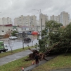 В Киеве ураган. Массово валятся старые деревья